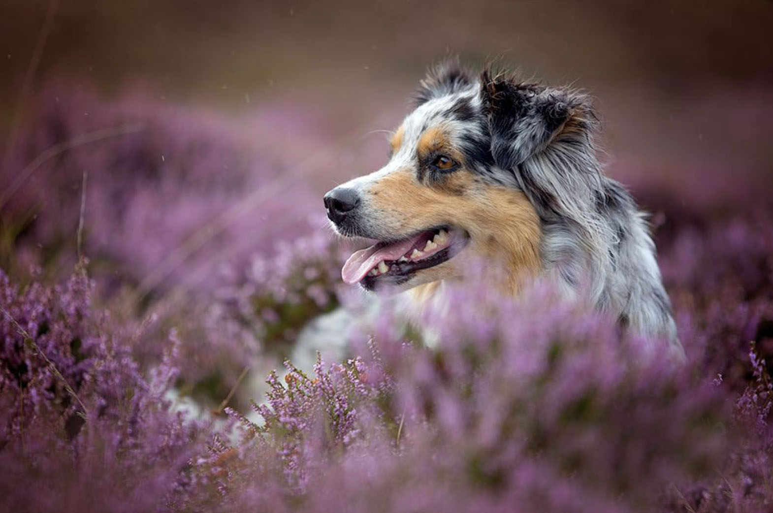 Australian Shepherd in der Heide